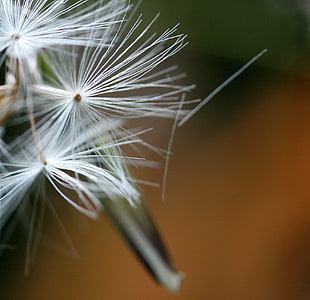 white Dandelion flower