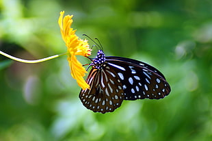 closeup photography of black and white butterfly, luang prabang