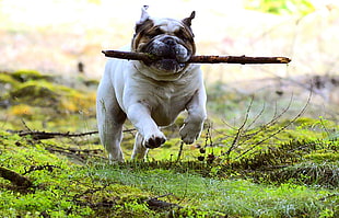 white and tan English Bulldog running on grass field while holding piece of stick