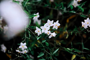 white petaled flowers, Flowers, Petals, Branches HD wallpaper