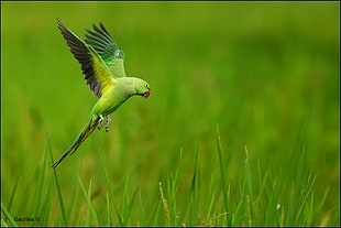 green parakeet flying near green grass, rose-ringed parakeet