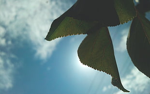 close up photography of green leaf under white skies