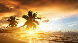 coconut trees, sunset, beach, sky, clouds HD wallpaper