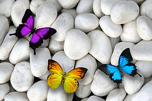 purple, yellow, and blue butterflies