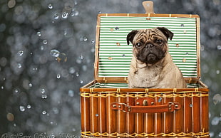 Fawn Pug on brown wooden basket illustration