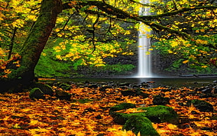 green leafed plant, landscape, nature, waterfall, Oregon HD wallpaper