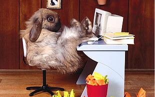 brown rabbit on chair resting legs against table