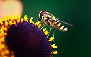 micro photography of fly HD wallpaper