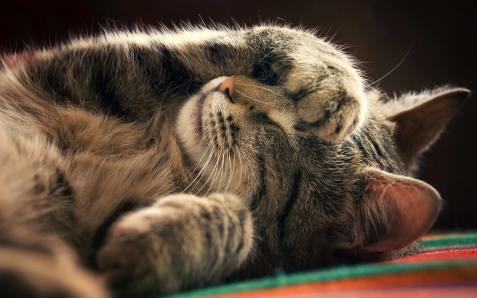 brown tabby cat, cat HD wallpaper