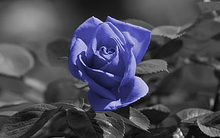 selective color photography of purple Rose