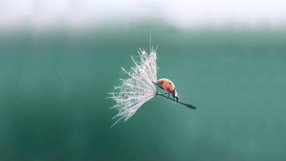 ladybug in white flying flower HD wallpaper