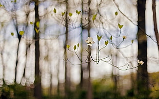 selective focus photo of white Dogwood tree flower
