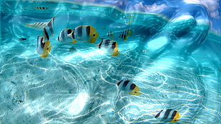 yellow and white pet fishes