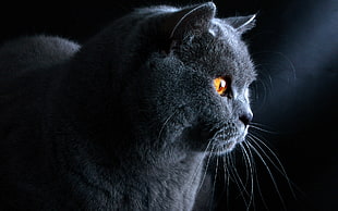 black cat close up photo