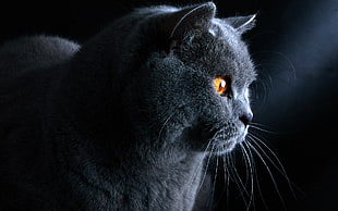 black cat close up photo HD wallpaper