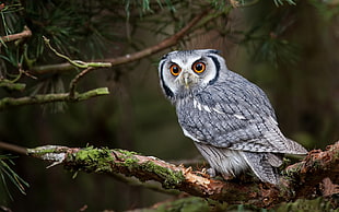 gray and white owl, owl, birds, branch, animals