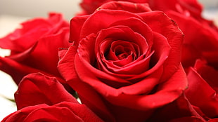 red rose photography HD wallpaper