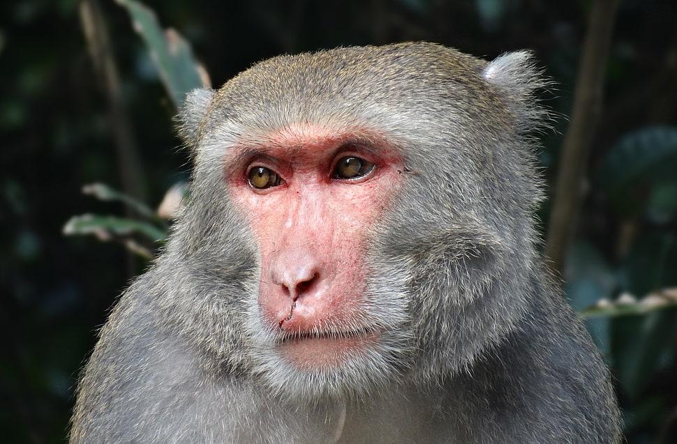 gray Primate HD wallpaper