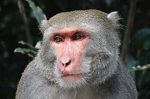 gray Primate