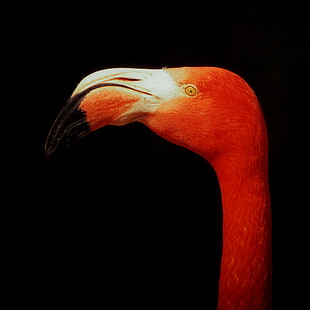 selective color photography of Flamingo, animals
