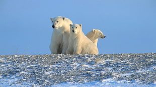three polar bears, polar bears HD wallpaper