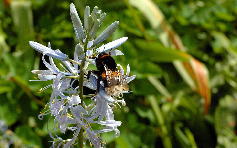 bee on white flower during daytime HD wallpaper
