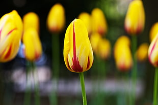 selective photo of yellow Tulip, tulips, tulips