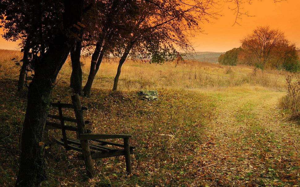 green tree and brown wooden bench, landscape HD wallpaper