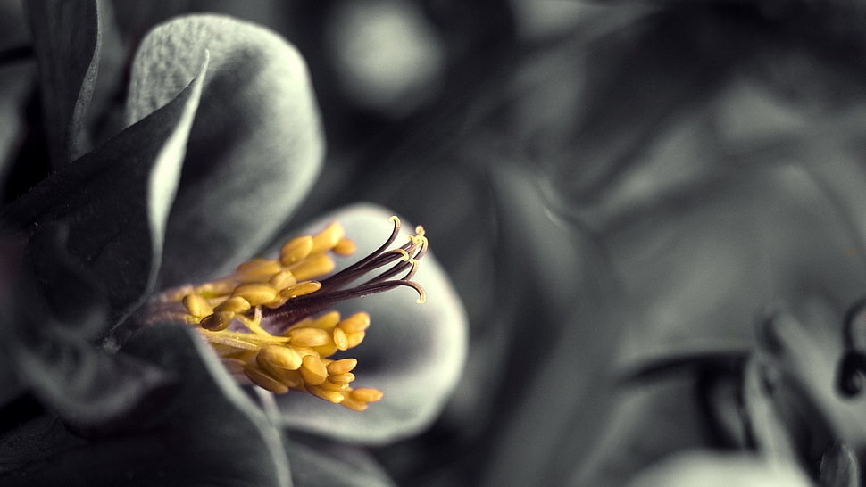 yellow and gray petaled flower illustration, photography, nature, selective coloring, flowers HD wallpaper