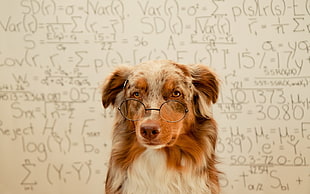 adult brown, white, and black Australian shepherd wearing eye glasses close-up photography
