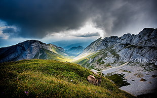 brown ram animal, mountains, clouds, ibex, nature