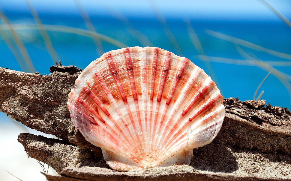 red and white clamp shell HD wallpaper