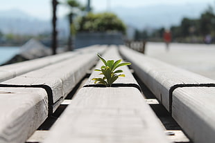 photo of a plant growing between two wooden platforms