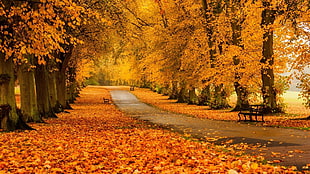 yellow trees in landscape photography HD wallpaper