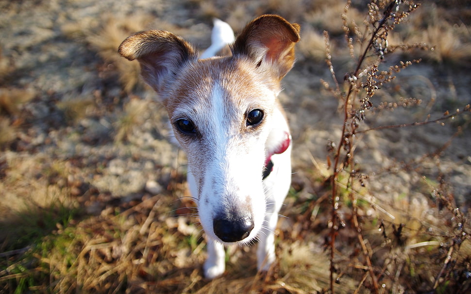 white and tan Smooth-fox Terrier HD wallpaper