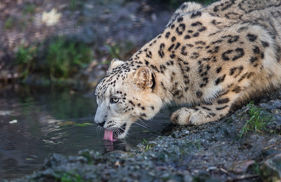 selective focus photography of leopard drinking water HD wallpaper