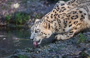 selective focus photography of leopard drinking water