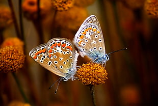 two Butterfly on orange flower selective photo