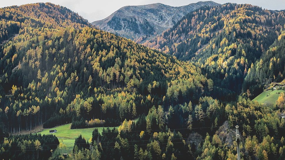green leaf trees mountain HD wallpaper