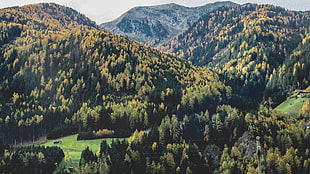green leaf trees mountain