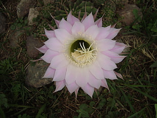 pink cactus flower, flowers, nature, macro, plants