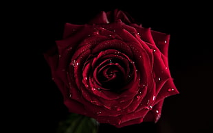 close up photo of red rose