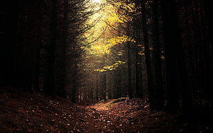 forest photograph