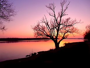 silhouette of bare tree near body of water during sunset