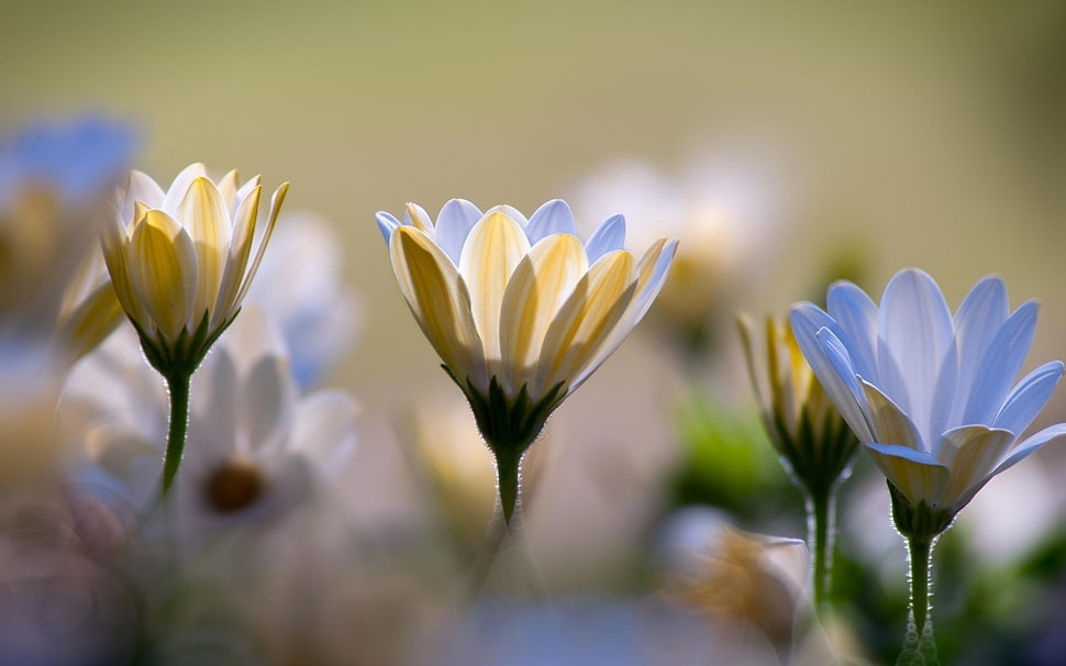 four white petaled flowers photo, chrysanthemums HD wallpaper