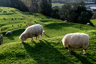 white sheeps on grass covered hill