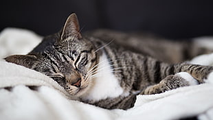 white, gray, and black tabby cat on white textile