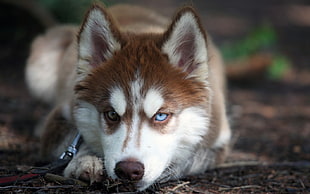 copper husky, Siberian Husky , dog, animals