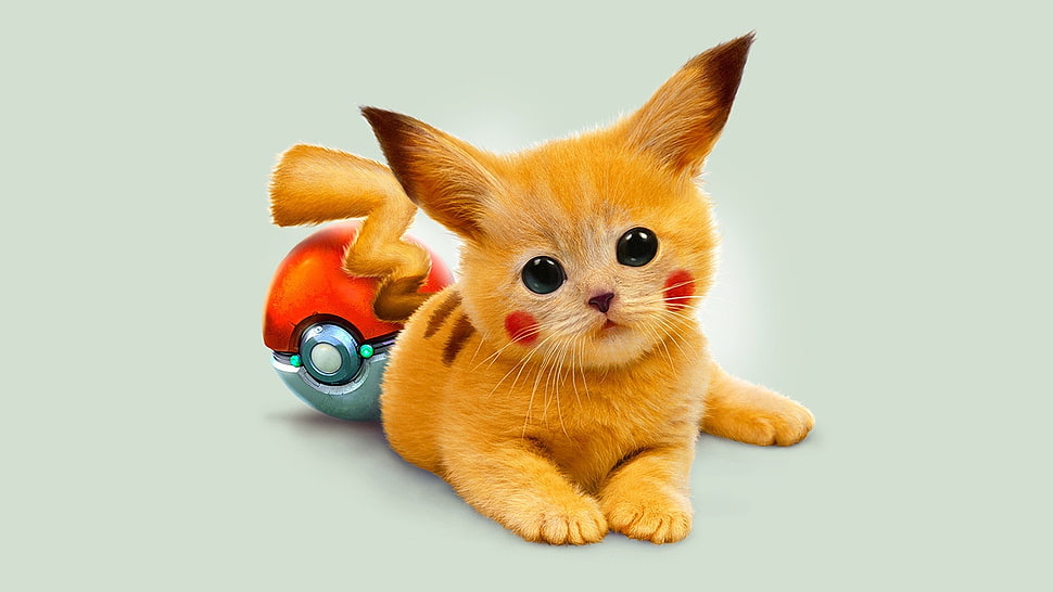 yellow and brown cat illustration with poke ball HD wallpaper