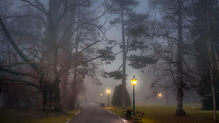 black post lamp, nature, trees, park, mist